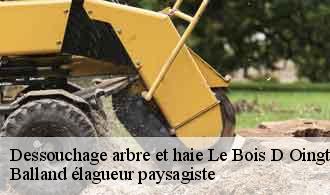 Dessouchage arbre et haie  le-bois-d-oingt-69620 Balland élagueur paysagiste