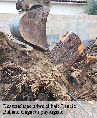 Dessouchage arbre et haie  lancie-69220 Balland élagueur paysagiste