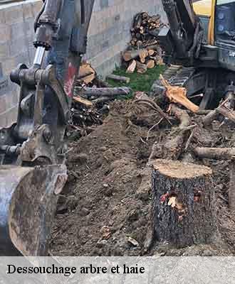 Dessouchage arbre et haie  venissieux-69200 Balland élagueur paysagiste