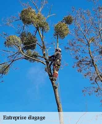 Entreprise élagage  rochetaillee-sur-saone-69270 Balland élagueur paysagiste