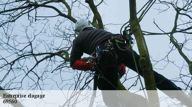 Entreprise élagage pomerieux-69560 Balland élagueur paysagiste