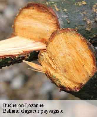 Bucheron  lozanne-69380 Balland élagueur paysagiste