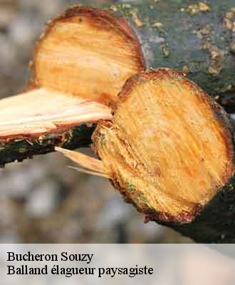 Bucheron  souzy-69610 Balland élagueur paysagiste
