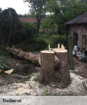 Bucheron  saint-cyr-sur-le-rhone-69560 Balland élagueur paysagiste