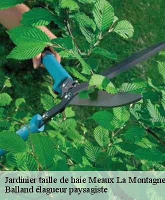 Jardinier taille de haie  meaux-la-montagne-69550 Balland élagueur paysagiste