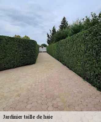 Jardinier taille de haie  venissieux-69200 Balland élagueur paysagiste